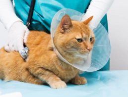cat at vet