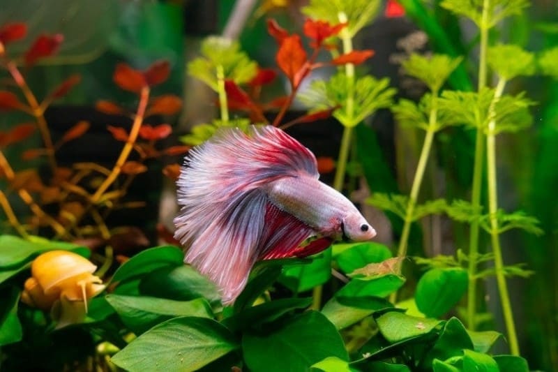 betta fish inside tank