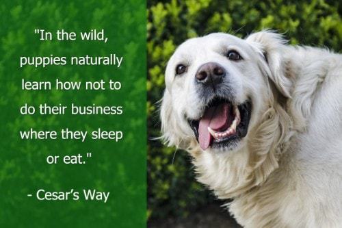 "In the wild, puppies naturally learn how not to do their business where they sleep or eat." - Cesar's Way