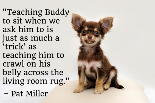 "Teaching Buddy to sit when we ask him to is just as much a 'trick' as teaching him to crawl on his belly across the living room rug." - Pat Miller