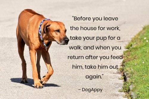 "Before you leave the house for work, take your pup for a walk, and when you return after you feed him, take him out again." - DogAppy