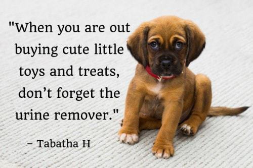 "When you are out buying cute little toys and treats, don’t forget the urine remover." - Tabatha H