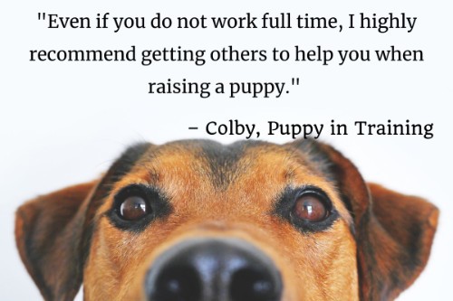 "Even if you do not work full time, I highly recommend getting others to help you when raising a puppy." - Colby, Puppy in Training