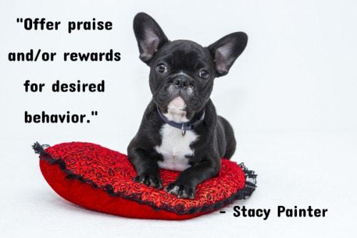"Offer praise and/or rewards for desired behavior." - Stacy Painter
