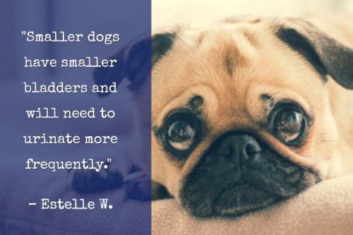 "Smaller dogs have smaller bladders and will need to urinate more frequently." - Estelle W.