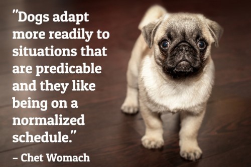 "Dogs adapt more readily to situations that are predicable and they like being on a normalized schedule." - Chet Womach