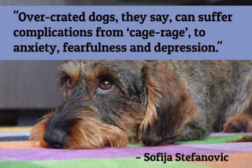 "Over-crated dogs, they say, can suffer complications from 'cage-rage', to anxiety, fearfulness and depression." - Sofija Stefanovic