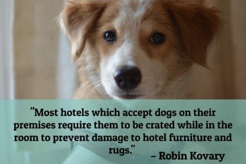 "Most hotels which accept dogs on their premises require them to be crated while in the room to prevent damage to hotel furniture and rugs." - Robin Kovary