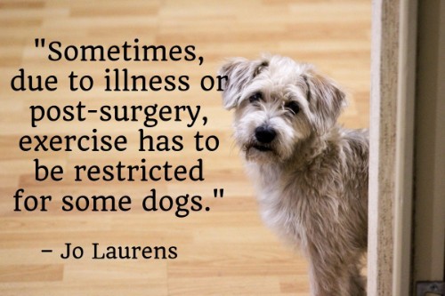 "Sometimes, due to illness or post-surgery, exercise has to be restricted for some dogs." - Jo Laurens