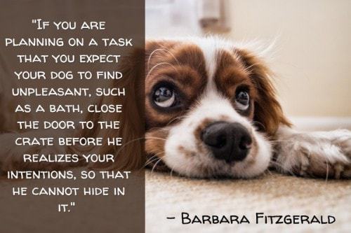 "If you are planning on a task that you expect your dog to find unpleasant, such as a bath, close the door to the crate before he realizes your intentions, so that he cannot hide in it." - Barbara Fitzgerald