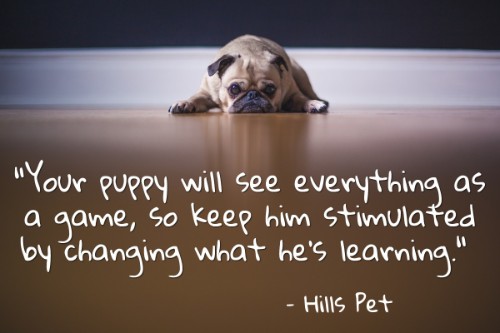 "Your puppy will see everything as a game, so keep him stimulated by changing what he's learning. Do each command for about five minutes and come back to it whenever you can." - Hills Pet