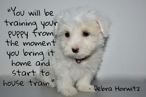 "You will be training your puppy from the moment you bring it home and start to house train." - Debra Horwitz
