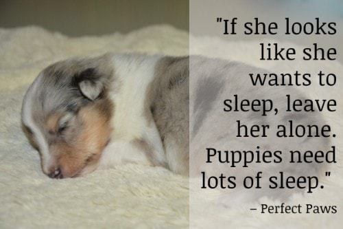"If she looks like she wants to sleep, leave her alone. Puppies need lots of sleep."  - Perfect Paws