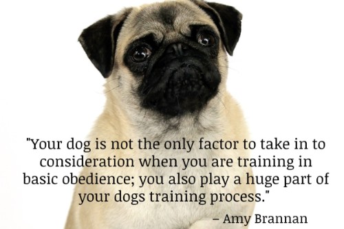 "Your dog is not the only factor to take in to consideration when you are training in basic obedience; you also play a huge part of your dogs training process." - Amy Brannan
