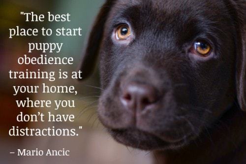 "The best place to start puppy obedience training is at your home, where you don’t have distractions." - Mario Ancic