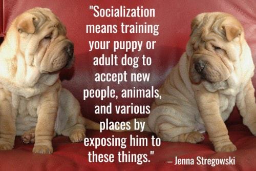 "Socialization means training your puppy or adult dog to accept new people, animals, and various places by exposing him to these things." - Jenna Stregowski