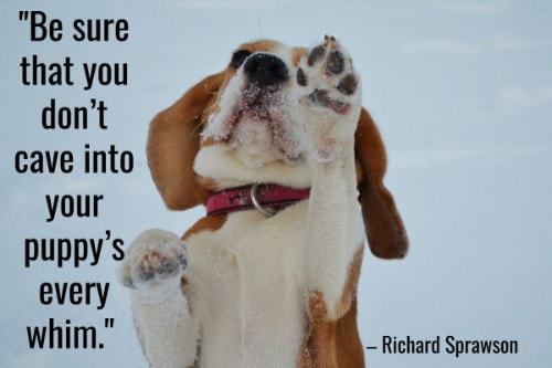 "Be sure that you don't cave into your puppy's every whim." - Richard Sprawson