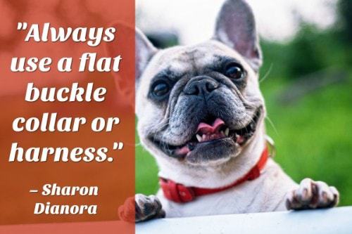 "Always use a flat buckle collar or harness." - Sharon Dianora