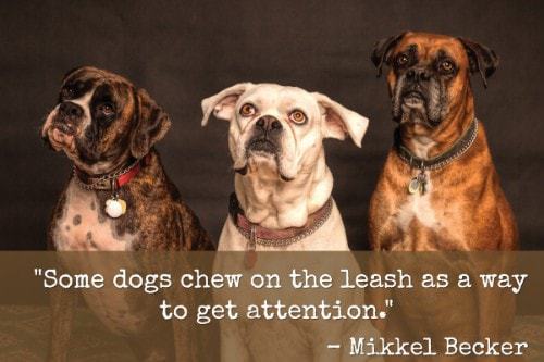 "Some dogs chew on the leash as a way to get attention." - Mikkel Becker