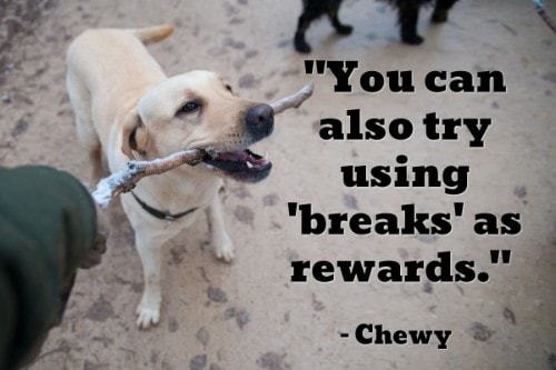 "You can also try using 'breaks' as rewards." - Chewy