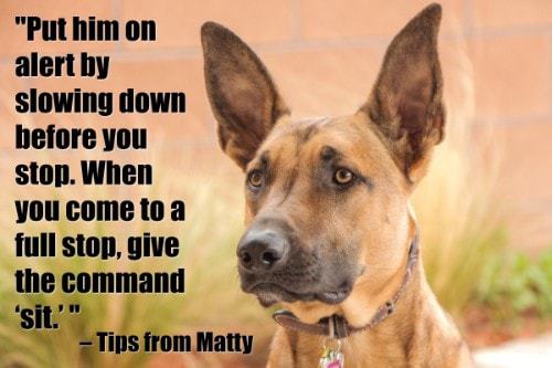 "Put him on alert by slowing down before you stop. When you come to a full stop, give the command 'sit.'" - Tips from Matty