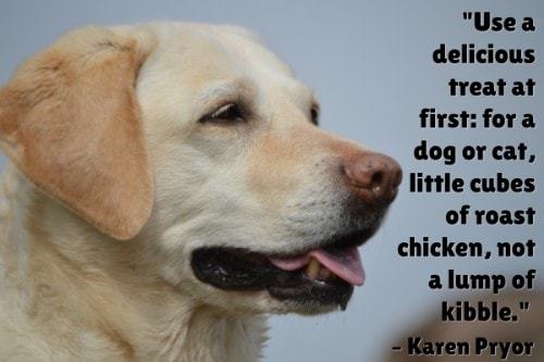 "Use a delicious treat at first: for a dog or cat, little cubes of roast chicken, not a lump of kibble." - Karen Pryor