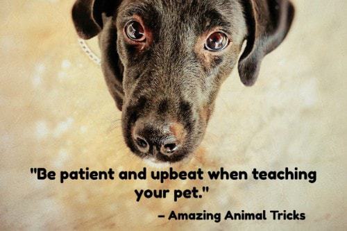 "Be patient and upbeat when teaching your pet." - Amazing Animal Tricks