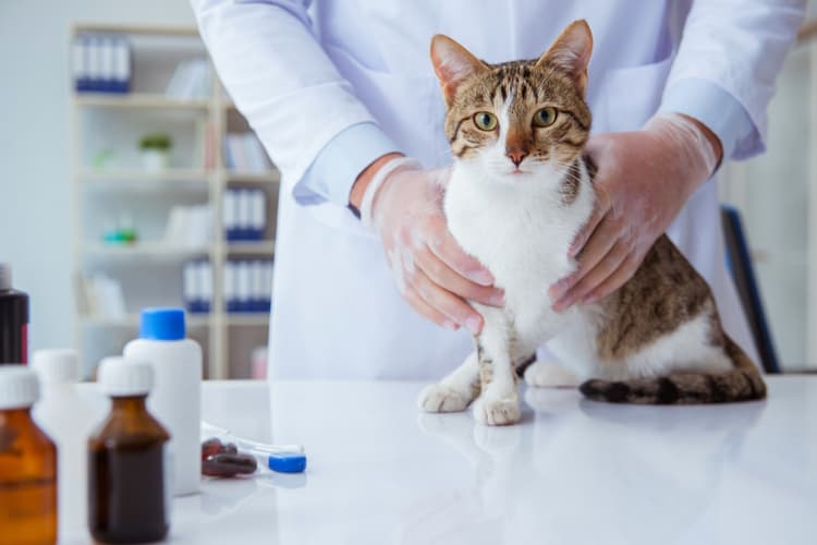Cat With Vet & Medication