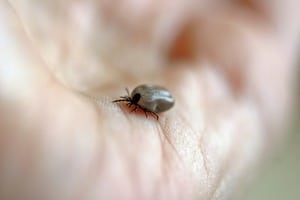 How to prevent ticks on dogs