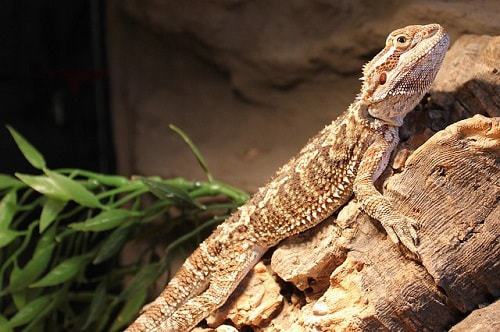 How to Tell if Your Bearded Dragon is Happy and Healthy
