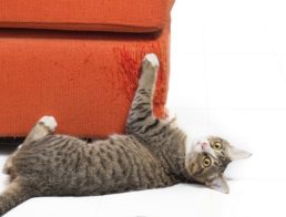 How to Stop Cats from Scratching Furniture