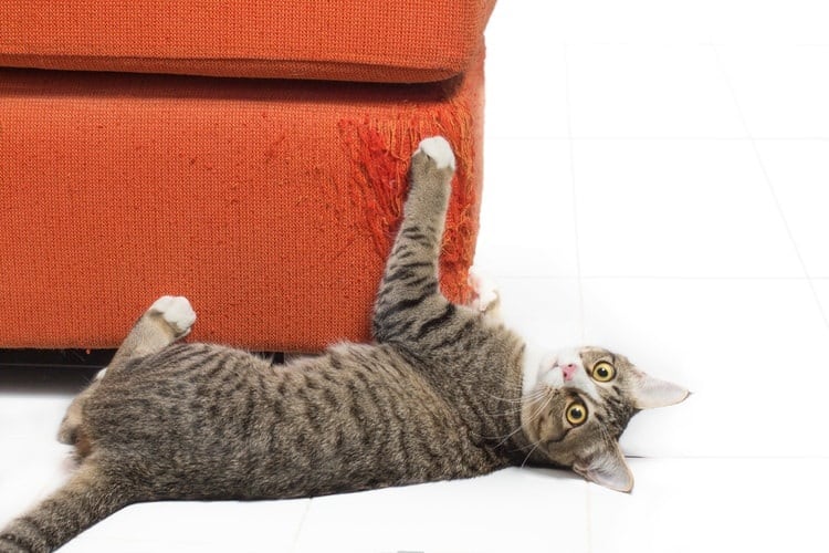 How to Stop Cats from Scratching Furniture
