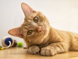 What is the Best Flea Treatment for Cats?
