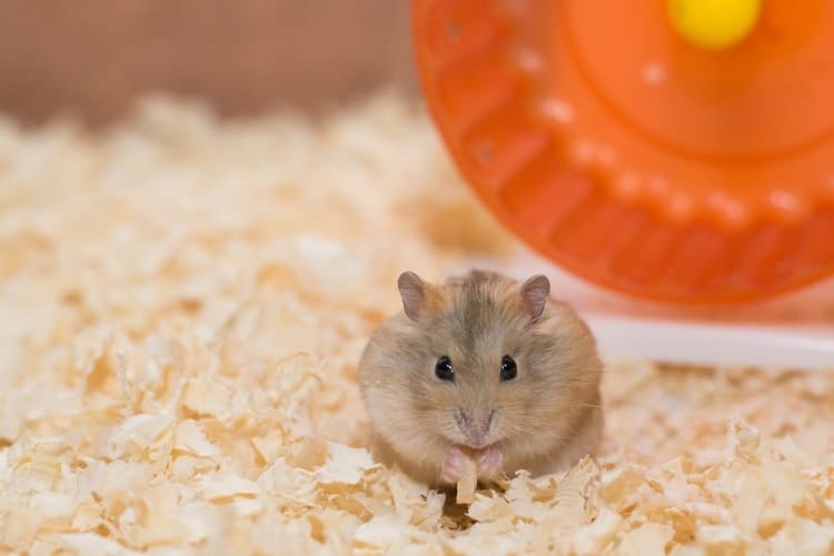 How to Take Care of a Hamster