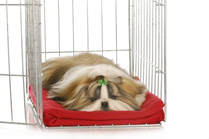 how to crate train a dog
