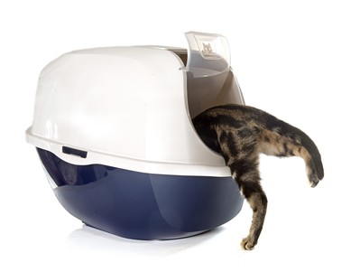 How to teach a cat to use a litter box