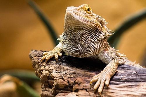 How to Clean Your Bearded Dragon's Tank