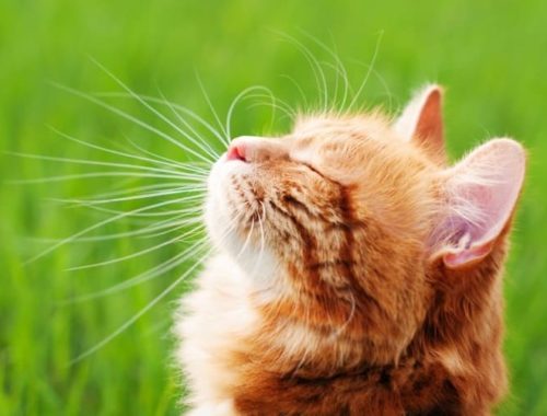How to Prevent Ticks on Cats