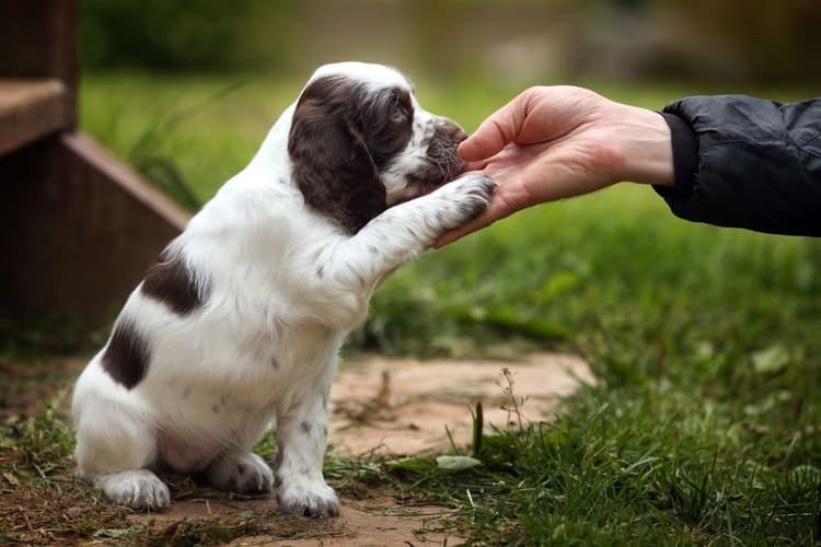 101 Puppy Training Tips