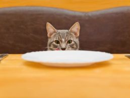 How to Put Your Cat on a Diet