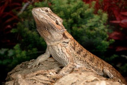 How to Set Up a Bearded Dragon's Tank