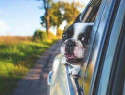 Dog on road trip