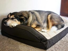 Dog with arthritis pain