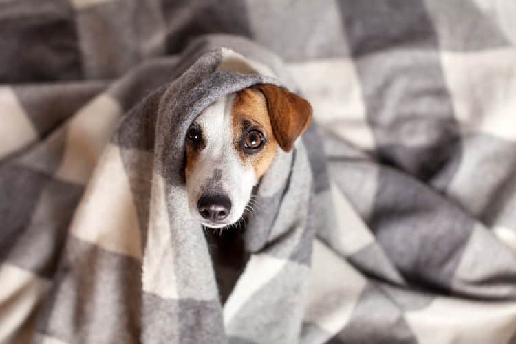 The Best Dog Blankets