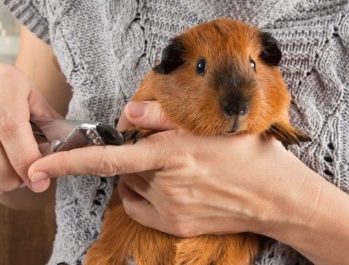 How to Take Care of a Guinea Pig