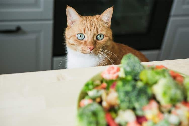 Cat staring at a salad