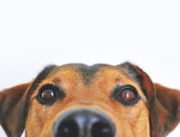 Dog ears