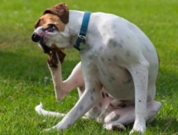 Dog with itchy ears