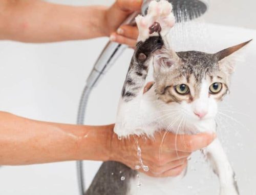Giving a cat a bath