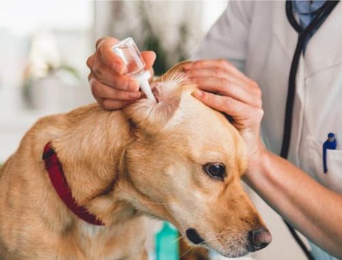 Putting ear drops in dog's ear